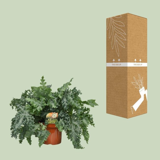 Phlebodium Davana kamerplant 60 cm potmaat 26 cm