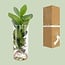 Clusia In glass cylinder houseplant 30 cm