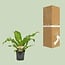 Asplenium Nidus houseplant 60 cm pot size 17 cm