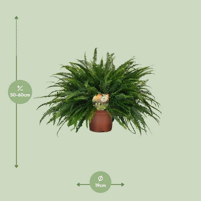 Nephrolepis Green Lady kamerplant 60 cm potmaat 19 cm