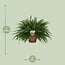 Nephrolepis Green Lady houseplant 60 cm pot size 19 cm