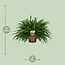 Nephrolepis Green Lady kamerplant 60 cm potmaat 19 cm