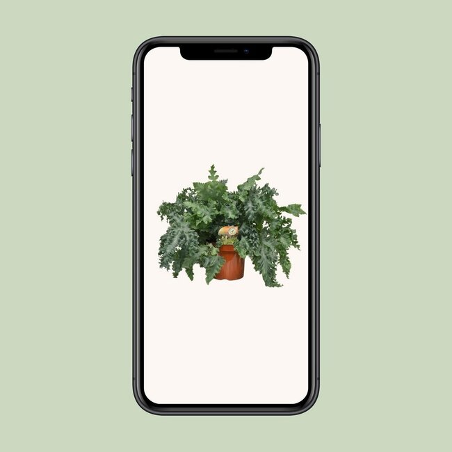 Phlebodium Davana houseplant 60 cm pot size 26 cm