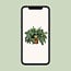 Phlebodium Davana houseplant 60 cm pot size 26 cm