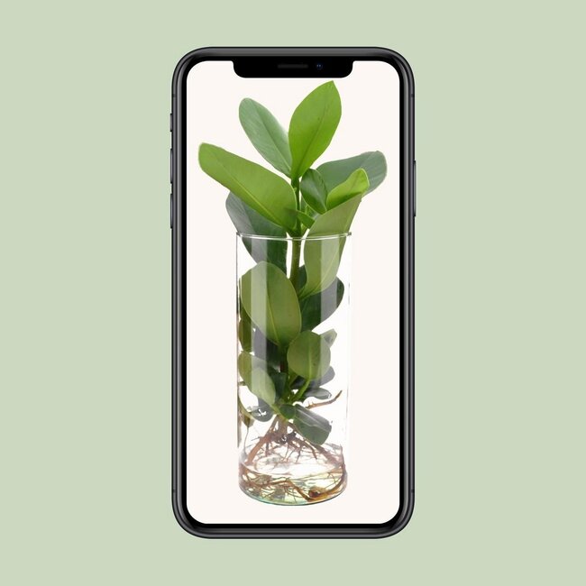 Clusia In glass cylinder houseplant 30 cm