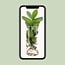 Clusia In glass cylinder houseplant 30 cm
