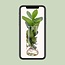 Clusia In glazen cilinder kamerplant 30 cm