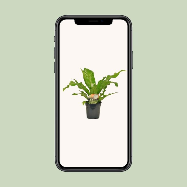 Asplenium Nidus Zimmerpflanze 60 cm Topfmaß 17 cm
