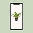 Asplenium Nidus houseplant 60 cm pot size 17 cm