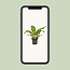 Asplenium Nidus kamerplant 60 cm potmaat 17 cm
