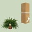 Nephrolepis Green Lady houseplant 60 cm pot size 19 cm