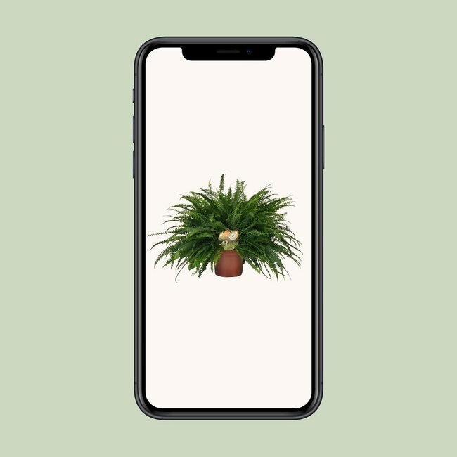 Nephrolepis Green Lady houseplant 60 cm pot size 19 cm