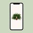 Nephrolepis Green Lady houseplant 60 cm pot size 19 cm