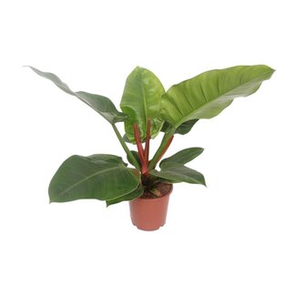 Koning Bamboe Philodendron Imperial green houseplant 60 cm