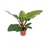 Philodendron Imperial green houseplant 60 cm pot size 17 cm