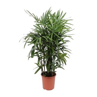 Koning Bamboe Rhapis Excelsa houseplant 120 cm