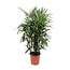 Rhapis Excelsa kamerplant 120 cm potmaat 27 cm