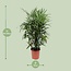 Rhapis Excelsa kamerplant 120 cm potmaat 27 cm
