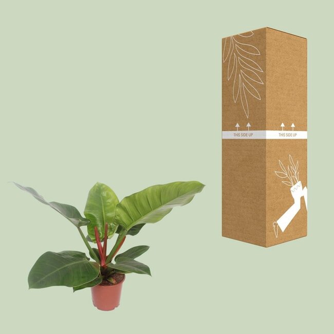 Philodendron Imperial groen kamerplant 60 cm potmaat 17 cm