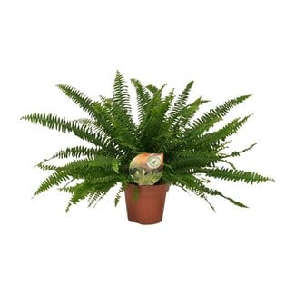 Koning Bamboe Nephrolepis Green Lady houseplant 40 cm