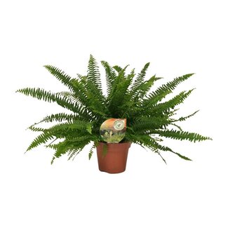 Koning Bamboe Nephrolepis Green Lady kamerplant 40 cm