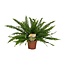 Nephrolepis Green Lady kamerplant 40 cm potmaat 17 cm