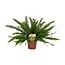 Nephrolepis Green Lady houseplant 40 cm pot size 17 cm