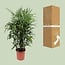 Rhapis Excelsa Zimmerpflanze 120 cm Topfmaß 27 cm