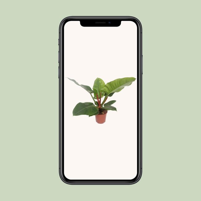 Philodendron Imperial green houseplant 60 cm pot size 17 cm