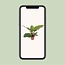Philodendron Imperial groen kamerplant 60 cm potmaat 17 cm