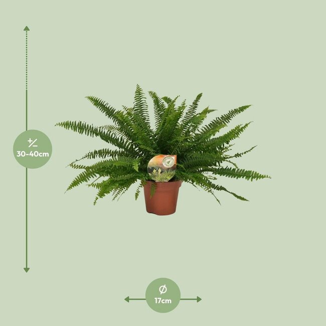 Nephrolepis Green Lady houseplant 40 cm pot size 17 cm