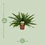 Nephrolepis Green Lady houseplant 40 cm pot size 17 cm