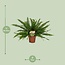Nephrolepis Green Lady kamerplant 40 cm potmaat 17 cm