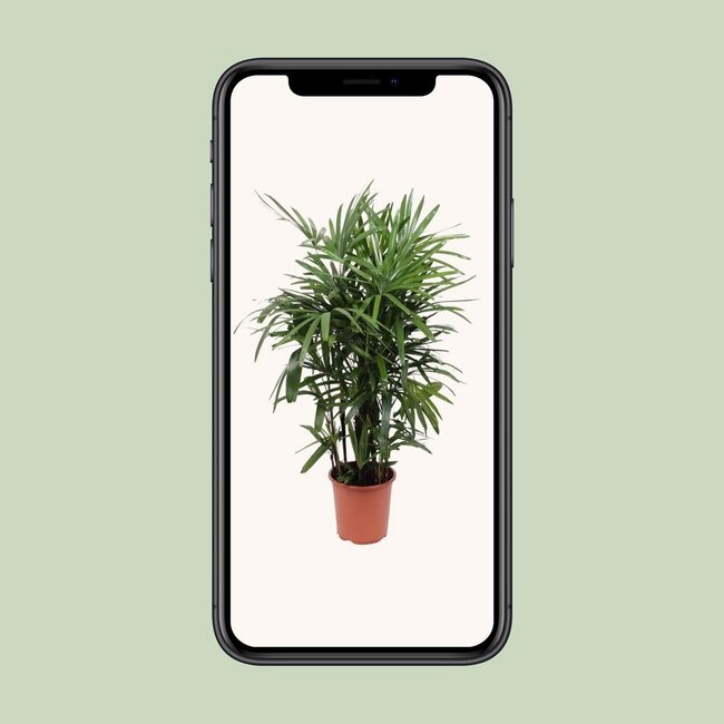 Rhapis Excelsa houseplant 120 cm pot size 27 cm