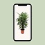 Rhapis Excelsa kamerplant 120 cm potmaat 27 cm