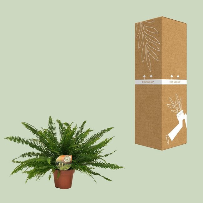 Nephrolepis Green Lady kamerplant 40 cm potmaat 17 cm