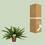 Nephrolepis Green Lady kamerplant 40 cm potmaat 17 cm