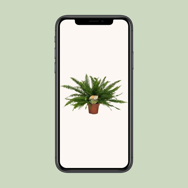 Nephrolepis Green Lady kamerplant 40 cm potmaat 17 cm