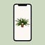 Nephrolepis Green Lady houseplant 40 cm pot size 17 cm