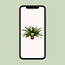 Nephrolepis Green Lady kamerplant 40 cm potmaat 17 cm