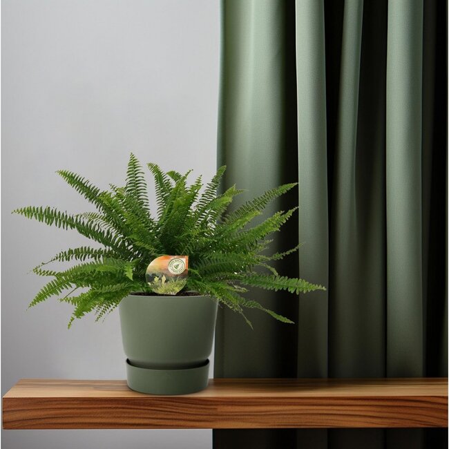 Nephrolepis Green Lady kamerplant 40 cm potmaat 17 cm