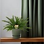 Nephrolepis Green Lady kamerplant 40 cm potmaat 17 cm