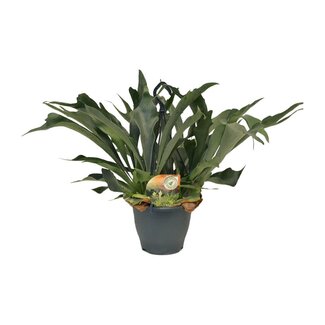 Koning Bamboe Platycerium Bifurcatum kamerplant 50 cm