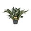 Platycerium Bifurcatum houseplant 50 cm pot size 21 cm