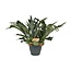 Platycerium Bifurcatum kamerplant 50 cm potmaat 21 cm