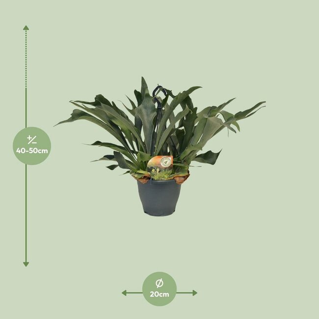 Platycerium Bifurcatum kamerplant 50 cm potmaat 21 cm