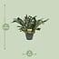 Platycerium Bifurcatum houseplant 50 cm pot size 21 cm