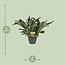 Platycerium Bifurcatum kamerplant 50 cm potmaat 21 cm