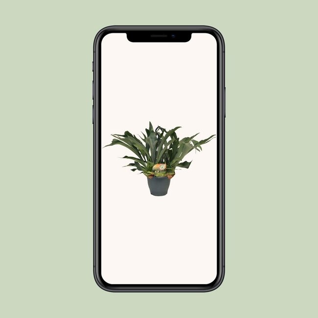 Platycerium Bifurcatum kamerplant 50 cm potmaat 21 cm