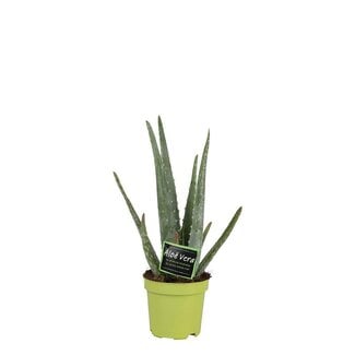 Koning Bamboe Aloë Vera houseplant 35 cm
